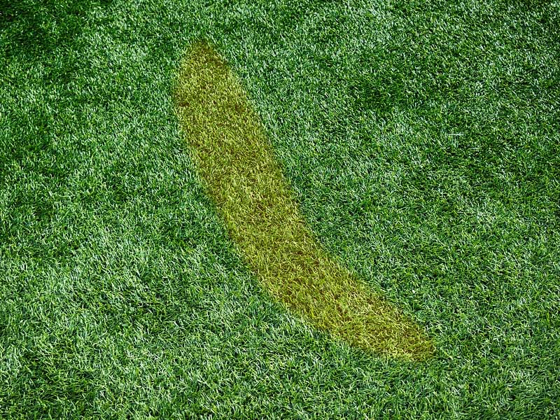 Artificial Grass Stain Removal