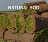 Natural Grass Sod Installation